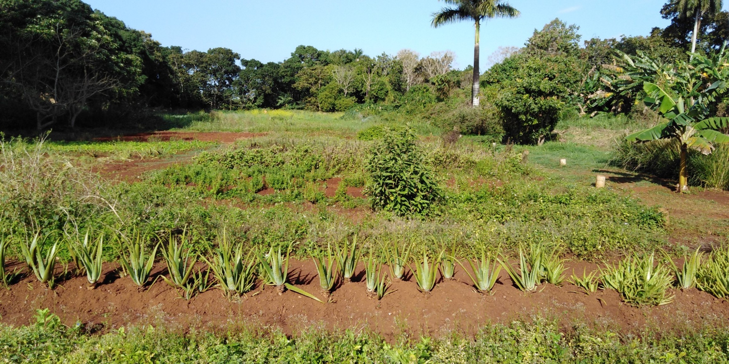  Manejo de Agroecosistemas Sostenibles